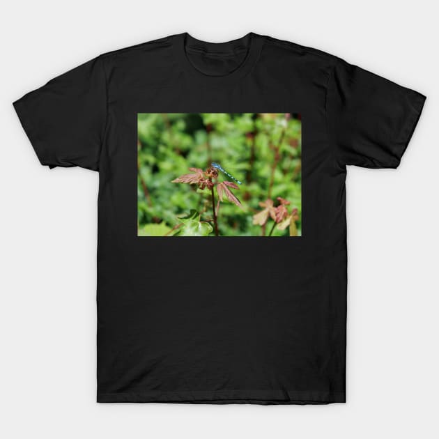 Common Blue Damselfly T-Shirt by fantastic-designs